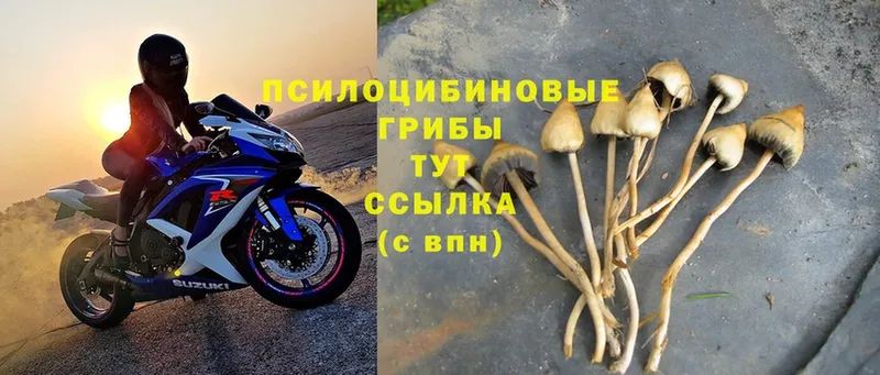 хочу   Сыктывкар  Галлюциногенные грибы Psilocybe 